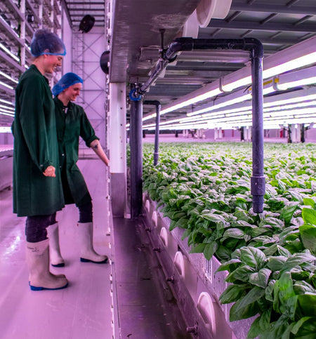 Everything you need to know about our key ingredient: BASIL - Baz & Co Skincare